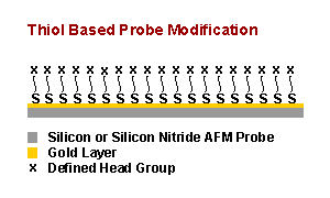 Diagram of AFM tip modified with Thiol